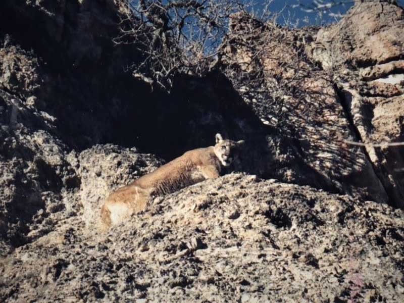 Mountain lion