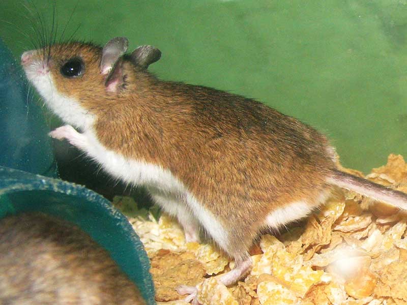 mouse