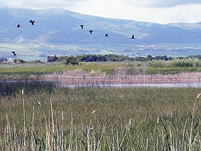 Birds fly above Cache Valley wetlands