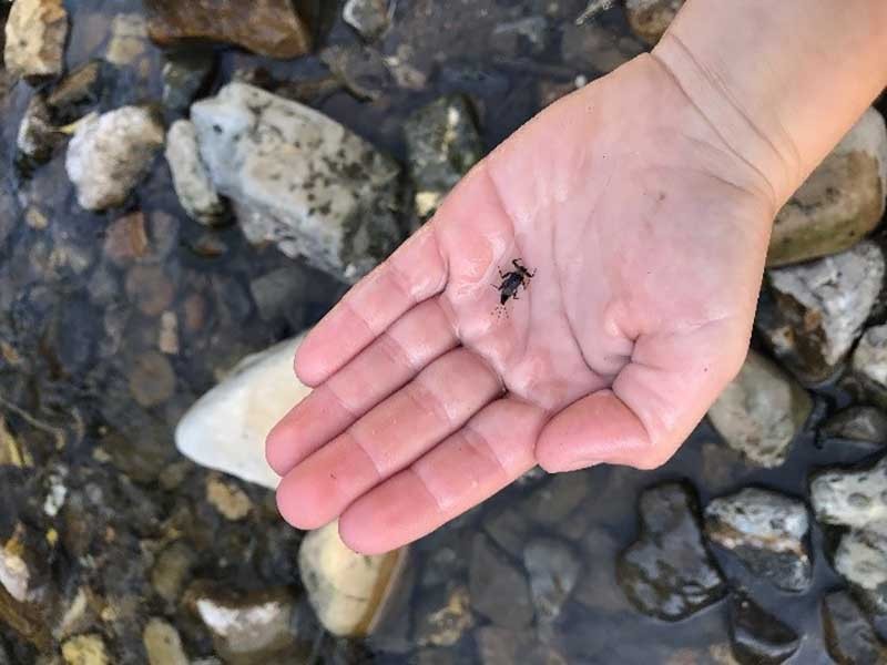 Student studies a Mayfly