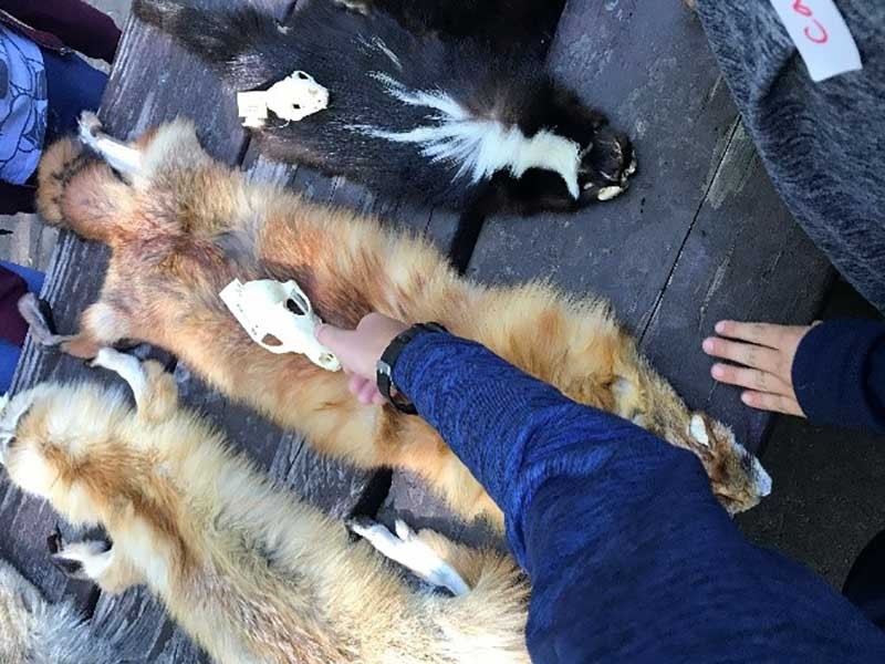 Students examine various pelts, skulls, and tracks of native wildlife.
