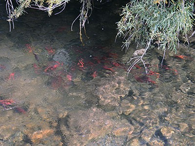 Kokanee salmon above a Cache Valley reservoir
