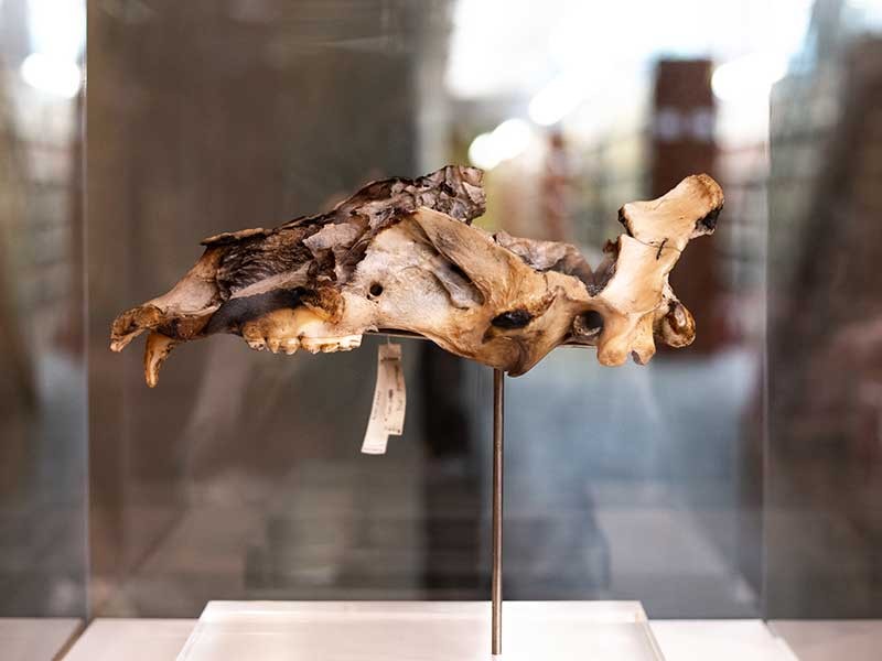 Old Ephraim's skull