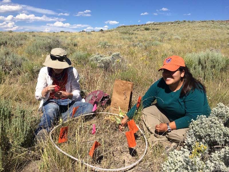 Collecting biomass data at U.S. Sheep Experiment Station in eastern Idaho.
