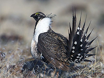 a sage-grouse