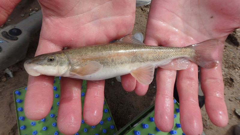 A closeup of a fish held in someone's wet hands.