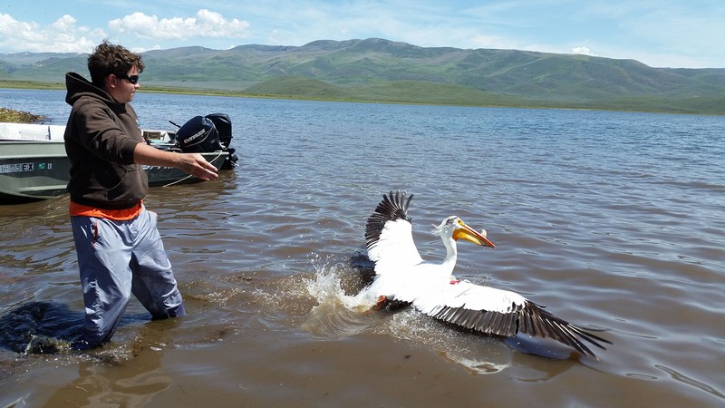 A man wading in a reservoir releases a pelican.