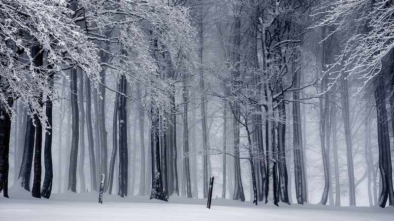 Snowy trees.