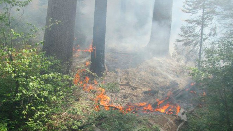 Fire burns along a forest floor.