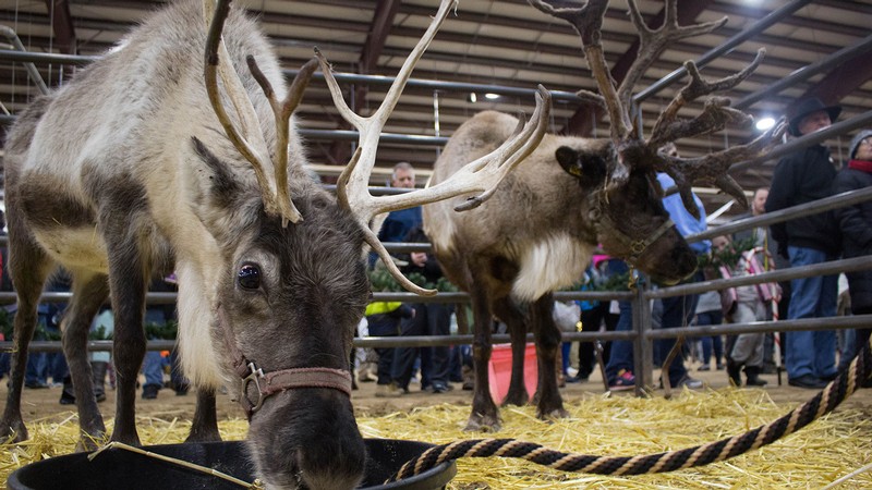 Reindeer at USU's Reindeer Express.
