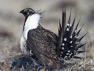 A Sage-grouse