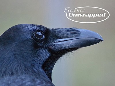 American crow