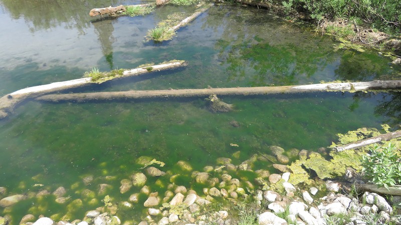 Algal blooms along Franklin Basin road.