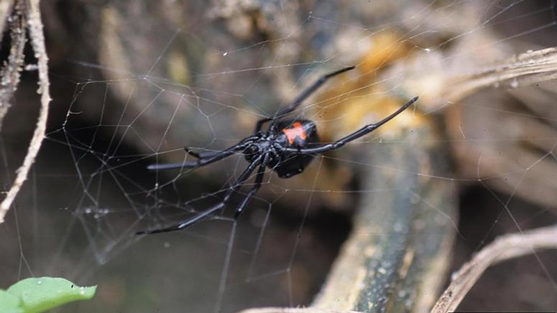 Black Widow Spider.