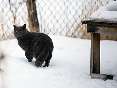 a feral cat on USU's campus