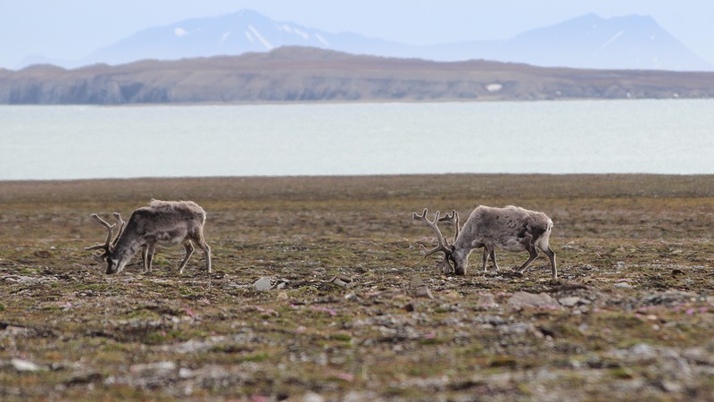 Two reindeer graze in a field near a lake.