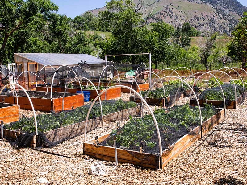 UCC community garden