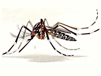 the Aedes aegypti mosquito