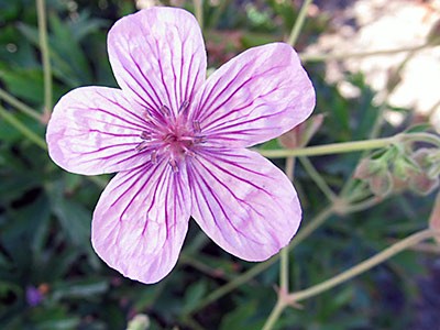 Utah wildflower