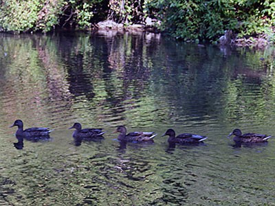 Ducks in the Logan River