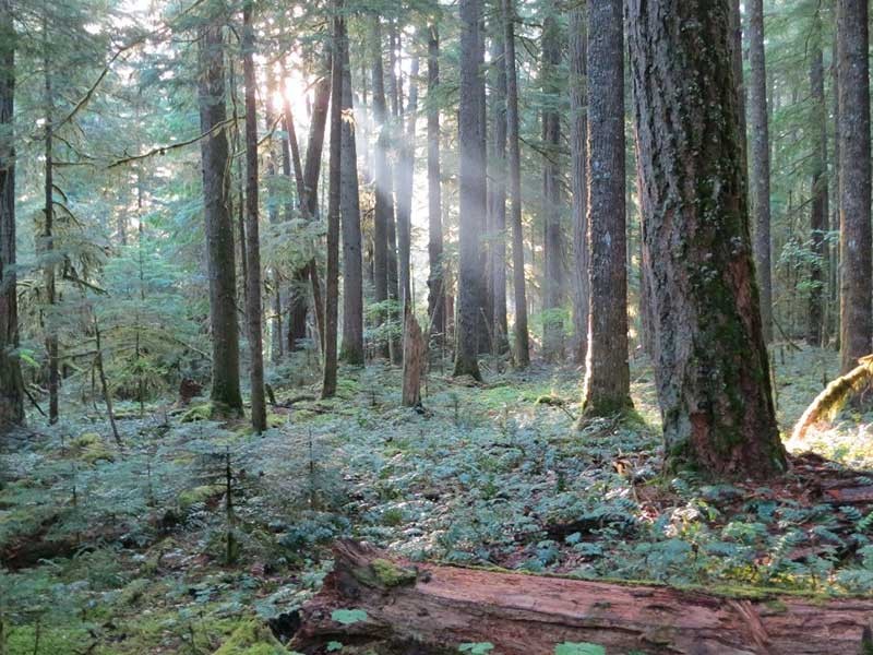 Large-diameter trees in the Douglas-fir/western hemlock forest of Wind River, Wash.