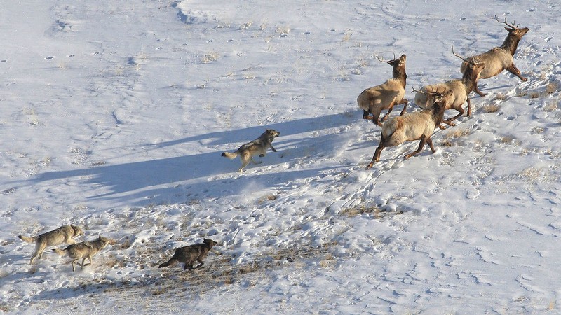 Yellowstone wolves