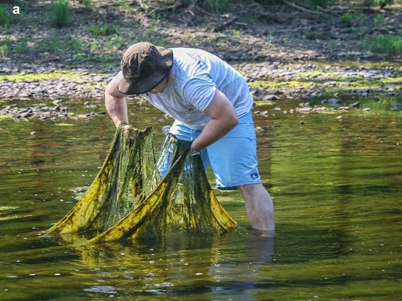 Filamentous algae in a nutrient-impacted Greenbrier River, West Virginia.