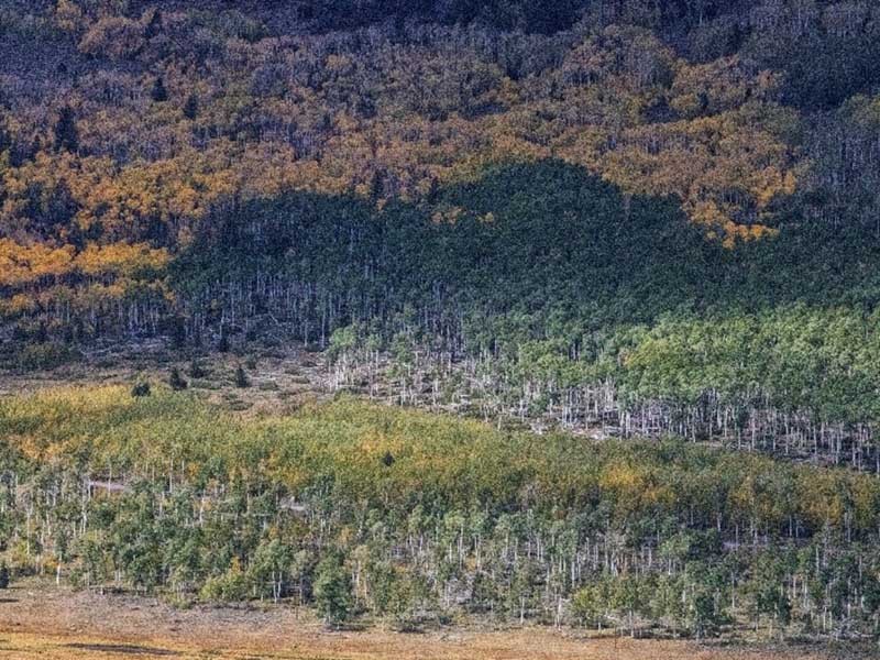 The Pando aspen clone as scene from a distance