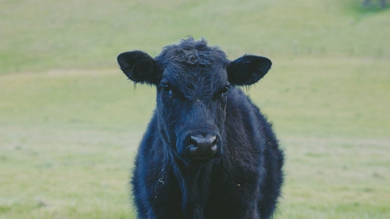cow in a pasture.