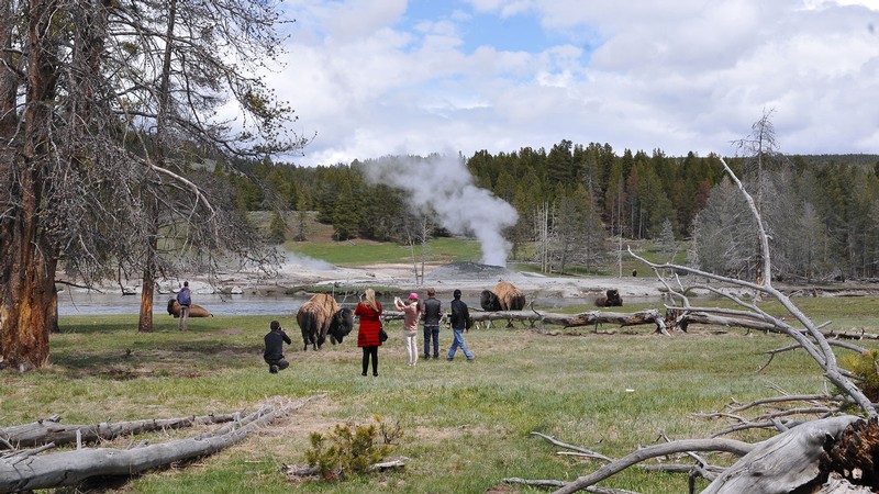 tourists gathered around bison at Yellowstone National Park.