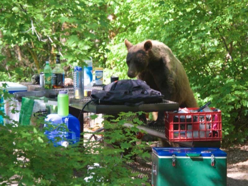 black bear