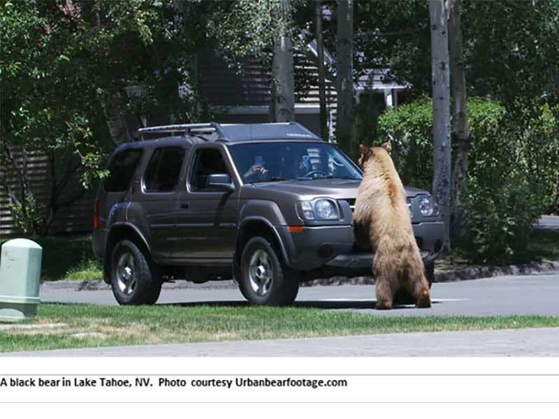 black bear on a car