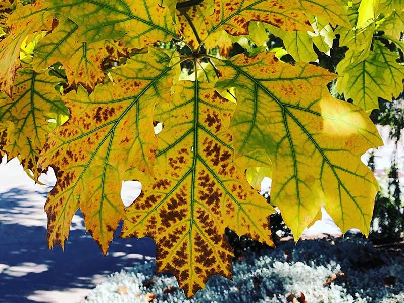 brown leaves