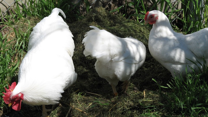 chickens in a yard.