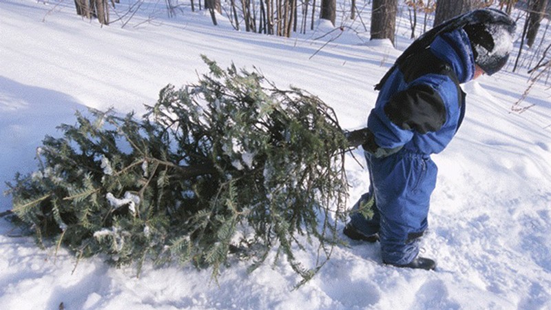 Christmas Tree