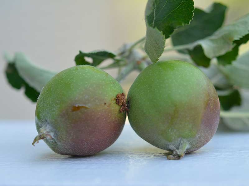 coddling moth on fruit