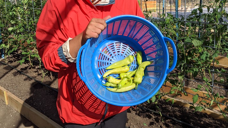 Farm employee holding a basket of vegetables.