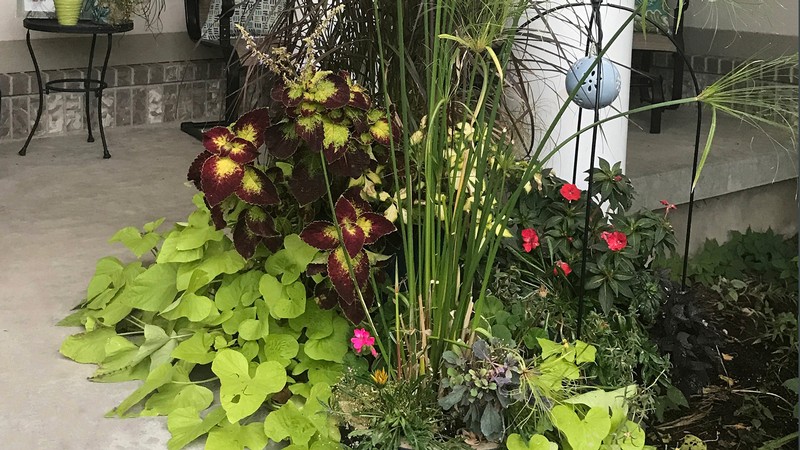 Potted flowers on a porch.