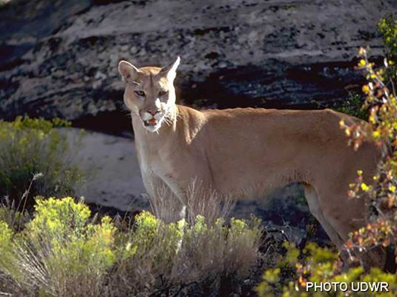 cougar