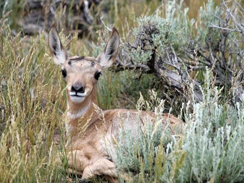 pronghorn fawn deer