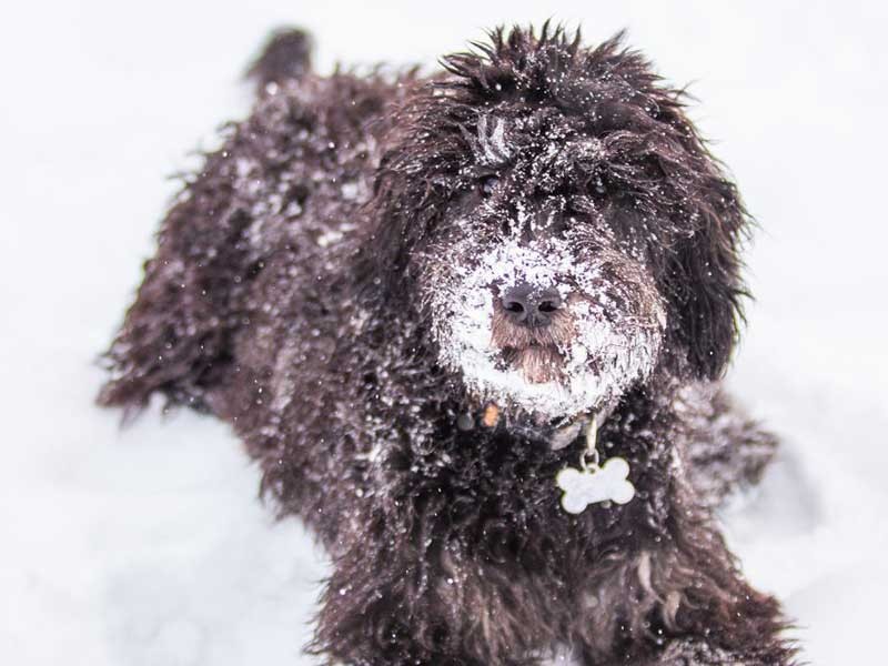 dog playing in the snow