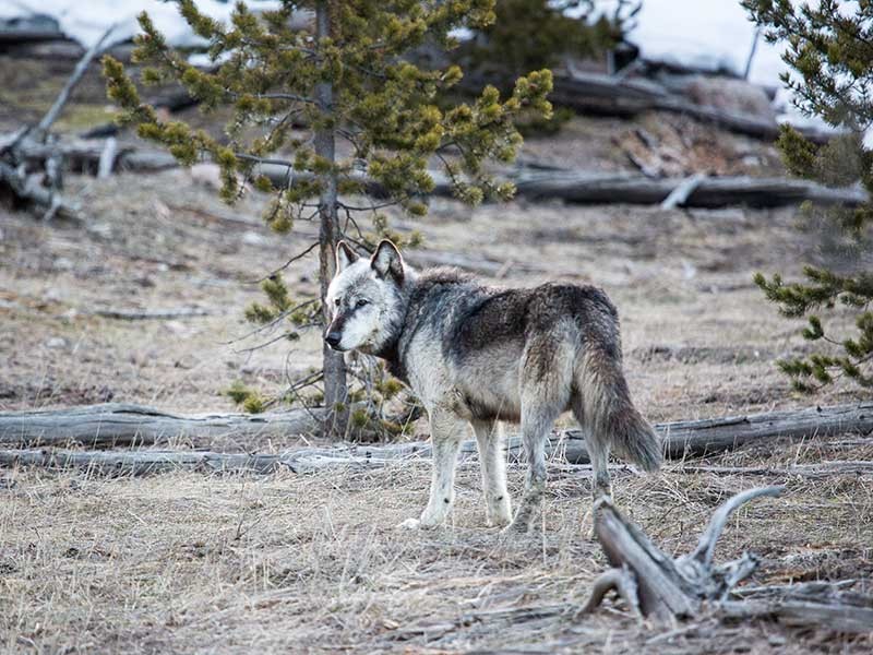 lone wolf in Yellowstone National Park