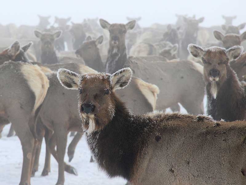 Image of antlerless elk