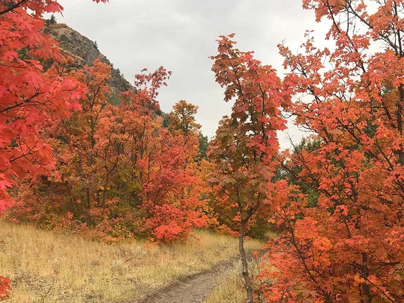 canyon in fall