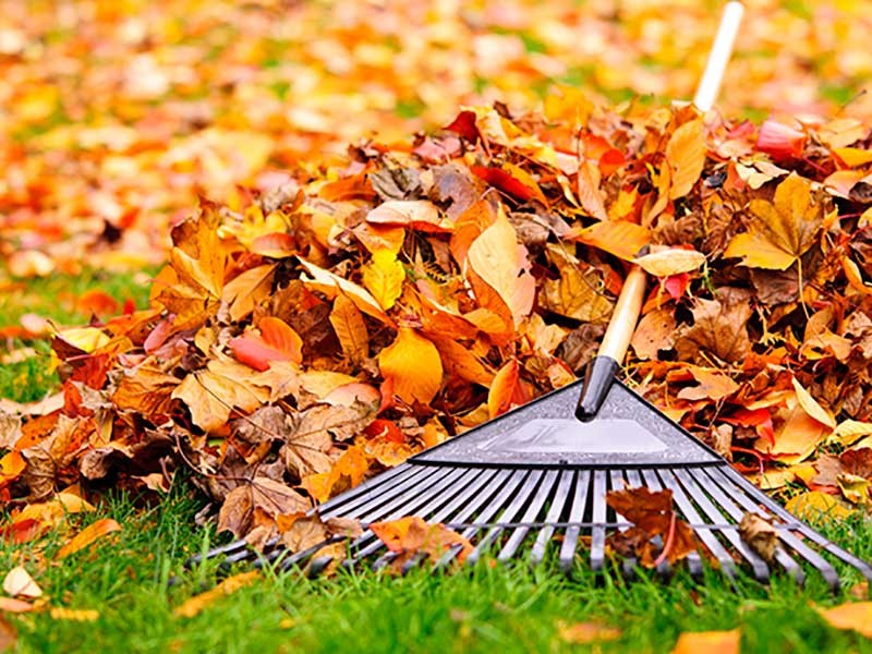 a rake in the fall leaves