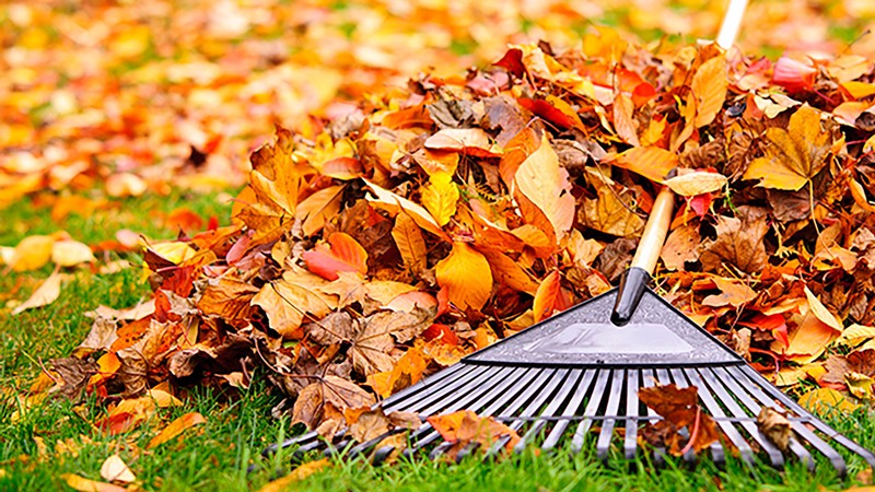 A rake sitting on top of fall leaves in a yard.