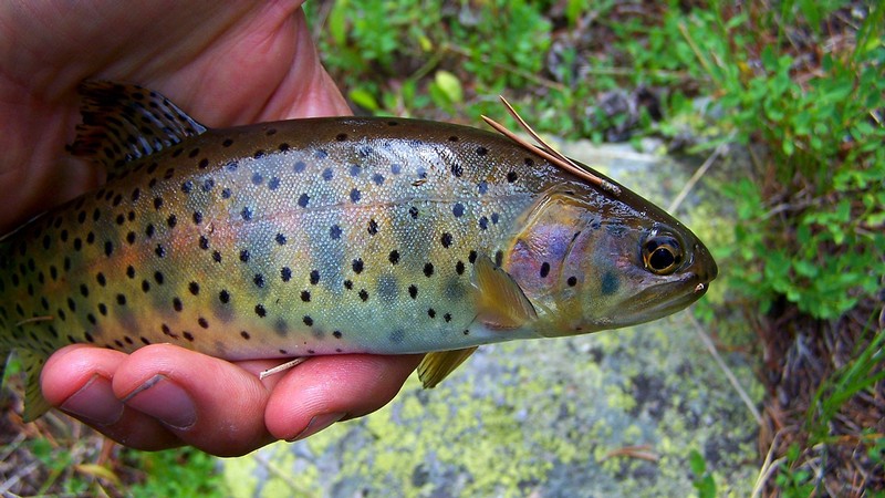Bonneville Cutthroat trout.