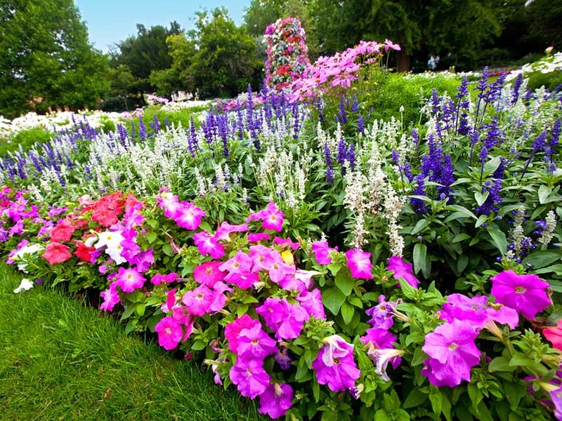 flowerbed in summer