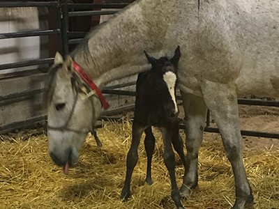 foal with mother