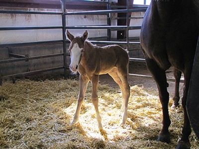 standing foal